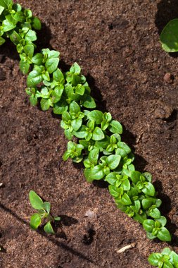 Yaz bahçesinde zengin hasat. Seçici odaklama
