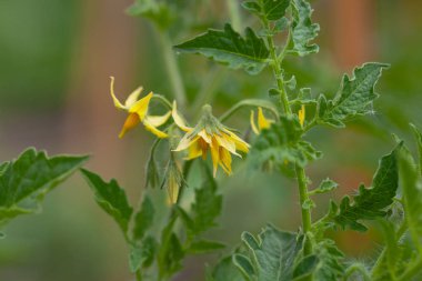 Yaz bahçesinde zengin hasat. Seçici odaklama
