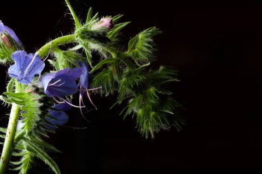 Koyu renkli bir arka plandaki yaz kır çiçekleri. Seçici odak. Shallo