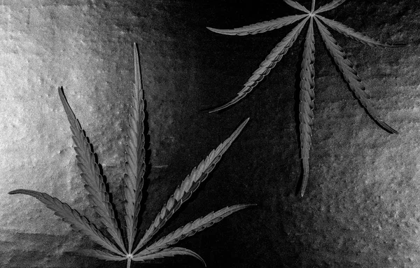 Green cannabis leaf on a dark background. Toned — Stock Photo, Image