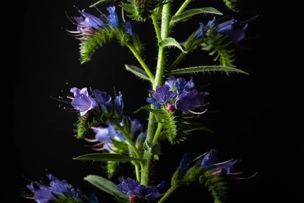 Fiori di campo estivi su sfondo scuro. Concentrazione selettiva. Shallo. — Foto Stock