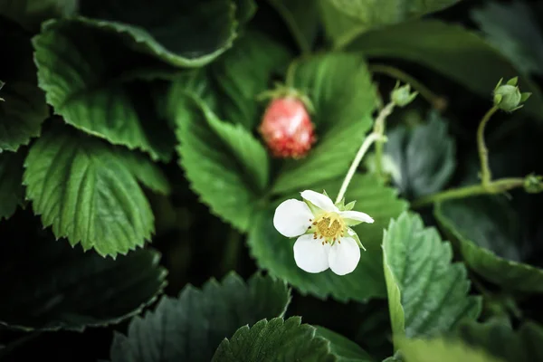 In einem Sommergarten duften helle Erdbeeren. flache Tiefe von f — Stockfoto