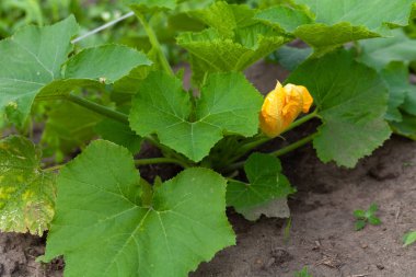 Yaz bahçesinde yeşil bitkiler. Sığ alan derinliği. Selecti