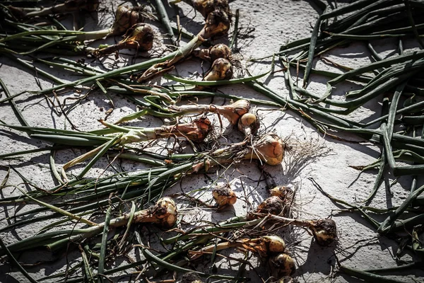 Raccolta di cipolle fresche raccolte e disposte su un pavimento di cemento — Foto Stock