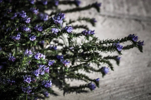 Strauß blauer Wildblumen. geringe Schärfentiefe. selektive f — Stockfoto