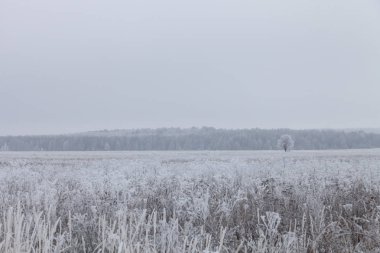 Çimenlerin üzerinde buz. Kasvetli Rus il doğal manzara