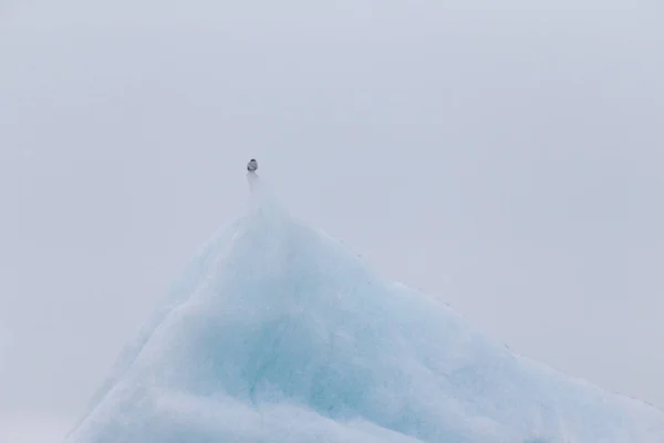 Bird on a ice in Iceberg lagoon jokulsarlon on the south of Icel