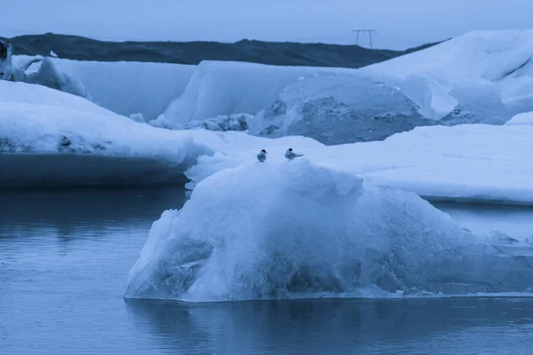 Pájaro sobre hielo en laguna Iceberg jokulsarlon en el sur de Icel — Foto de Stock