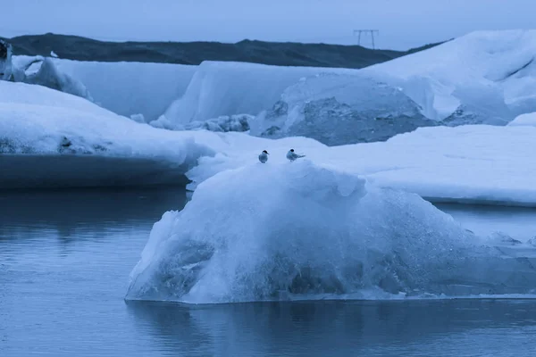 Bird on a ice in Iceberg lagoon jokulsarlon on the south of Icel