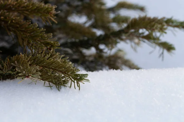 Cristmas se větví na čistém sněhu pro přirozenou zimu b — Stock fotografie