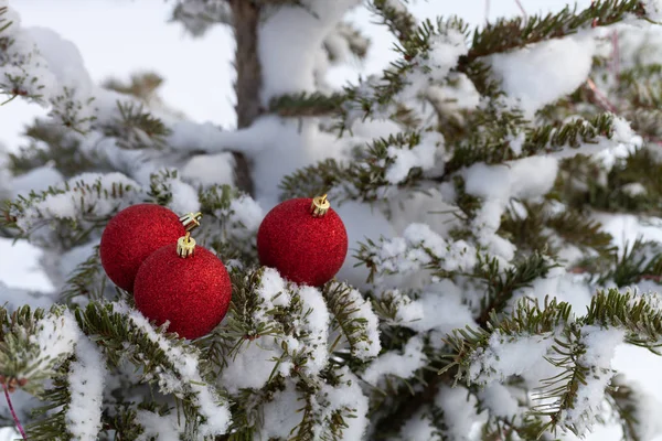 Ljusa bollar på en cristmas trädgrenar på en ren ren snö fo — Stockfoto