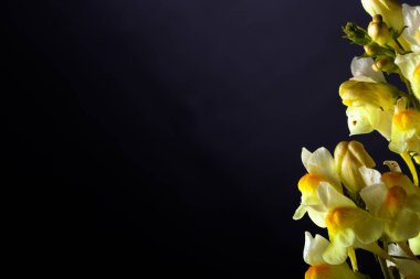 Koyu renkli bir arka plandaki yaz kır çiçekleri. Seçici odak. Shallo