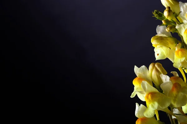 Flores silvestres de verão em um fundo escuro. Foco seletivo. Shallo... — Fotografia de Stock