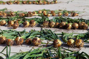 Taze soğan hasadı toplanır ve çimento zemine serilir 