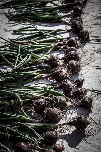 Raccolta di cipolle fresche raccolte e disposte su un pavimento di cemento — Foto Stock