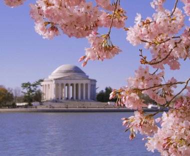 Jefferson Memorial Cherry Blossom Festivali Washington, Dc