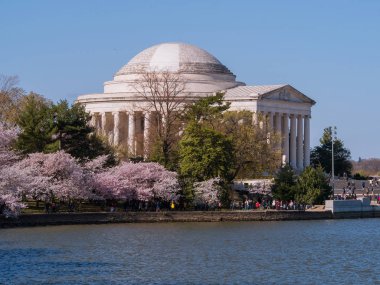 Jefferson Memorial Cherry Blossom Festivali Washington, Dc