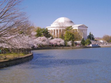 Jefferson Memorial Cherry Blossom Festivali Washington, Dc