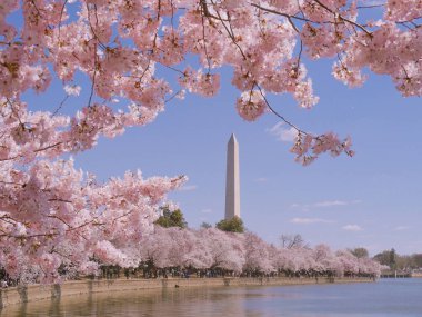 Washington Anıtı Cherry Blossom Festivali Washington Dc, ABD
