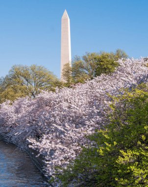 Washington Anıtı Cherry Blossom Festivali Washington Dc, ABD