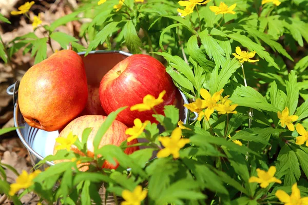 Cubo Frutas Rojas Con Manzanas Maduras Peras Medio Flores Amarillas — Foto de Stock