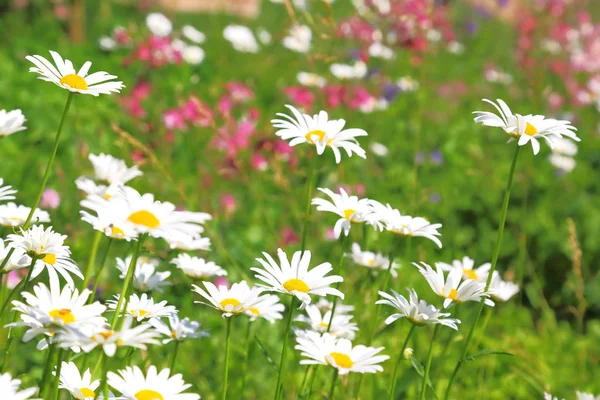 Floral Φόντο Ανθοφορία Λευκό Μαργαρίτες Ένα Πράσινο Λιβάδι Μια Ηλιόλουστη — Φωτογραφία Αρχείου