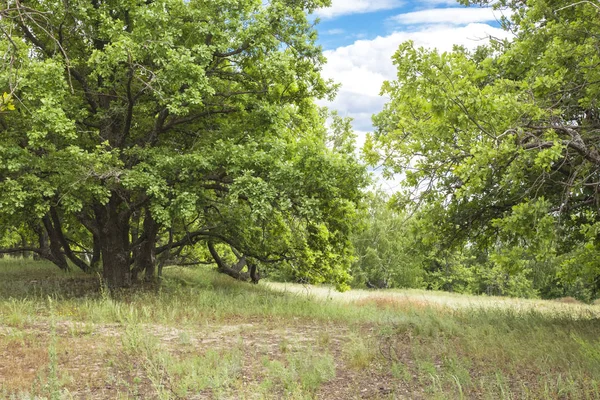 Skogens Naturliga Landskapet Oaks Mot Den Blå Himlen — Stockfoto