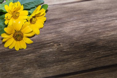 Çiçek kırsal arka plan. Kopya alanı bir rustik tarzda bir ahşap zemin üzerine sarı parlak Bahçe çiçek.