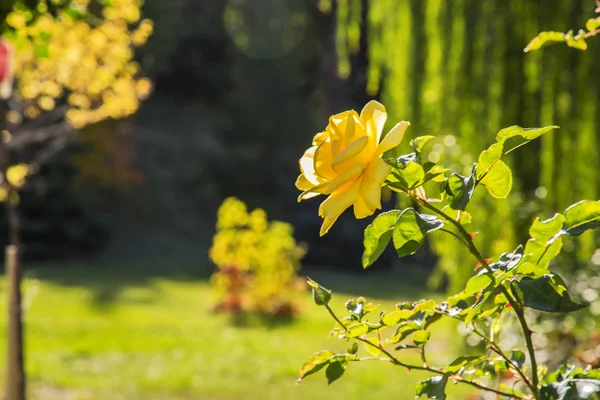 Natural background yellow-green color. Yellow fragrant garden rose flowers in the park on a green autumn lawn.