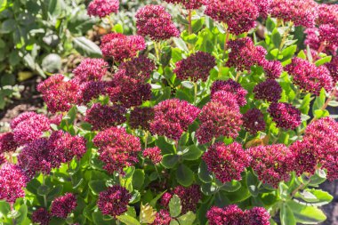 Parlak sonbahar çiçeklenme ile çiçek doğal arka plan pembe çiçekler bahçedeki (hendek stonecrop) üzerinde bir flowerbed bahçede. Etli bitki ve bitkisel ilaç, geleneksel tıp. Pastırma yazı. Güneşli gün.