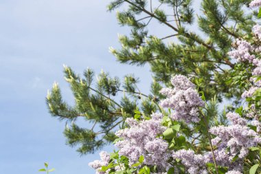 Çiçek bahar yaz çiçek arka plan. Bir leylak bush ve güneşli mavi Berrak gökyüzü zemin karşı çam çiçek açan dalları
