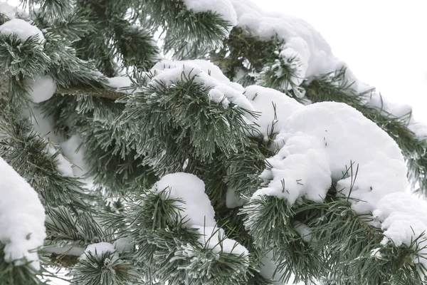 Sfondo Naturale Tempo Inverno Freddo Rami Pino Ricoperti Cumulo Neve — Foto Stock