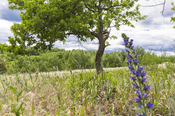 Natur Landskap Varm Sommardag Vädret Innan Regnet Ung Gräsmattan Mot — Stockfoto