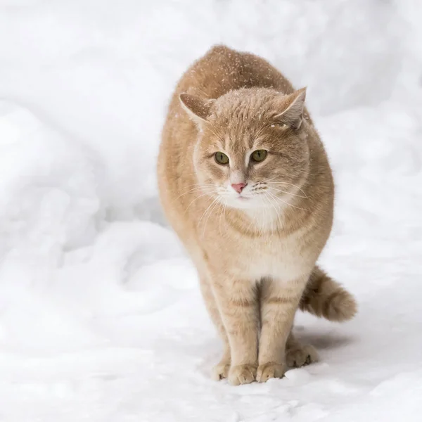 Haustiere Eine Rote Katze Sitzt Winter Draußen Schneefall Inmitten Der — Stockfoto