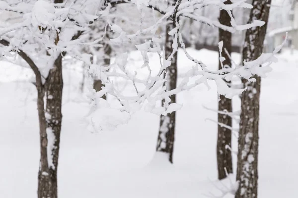 Sfondo Naturale Paesaggio Freddo Giorno Inverno Gelido Tempo Nevoso Condizioni — Foto Stock