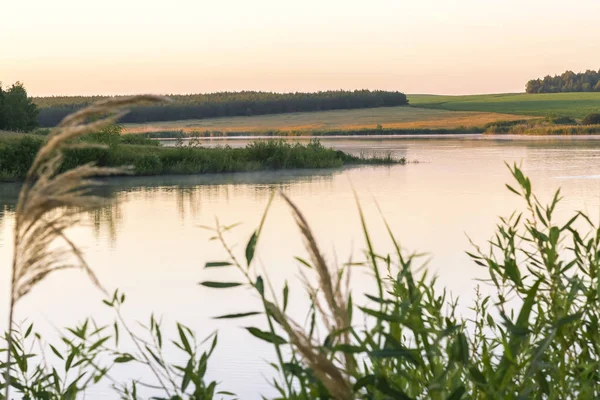 Zomer Zonnige Landschap Ochtendgloren Vijver Lake Voor Vissen Bedekt Met — Stockfoto