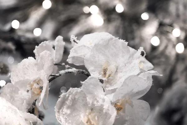 Bello sfondo floreale con delicato bianco orchidea artificiale in polvere con neve e hoarfrost — Foto Stock