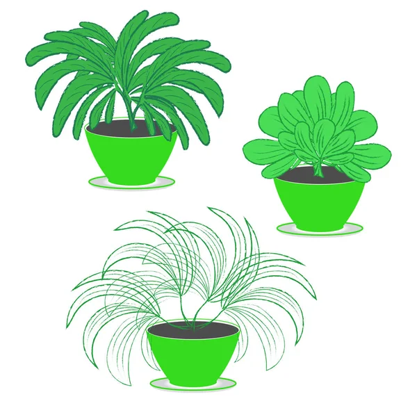 Set of three indoor garden ornamental plants with lush foliage in flower pots of green color on a white background