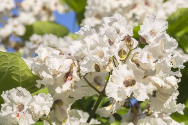 Çiçekler ile doğal çiçek tropikal egzotik botanik arka plan. Bahçe, bitkiler, ahşap. Bahçede hassas çiçeklenme kokulu beyaz Catalpa şube ve çiçeklenme