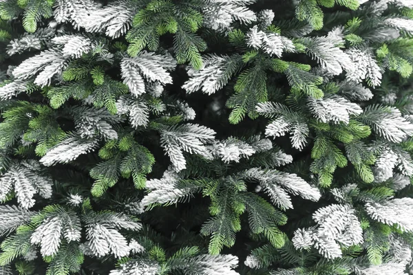 Decoración de Año Nuevo y Navidad. Fondo festivo con textura de decorativos artificiales brillantes ramas cubiertas de nieve de árboles de Navidad en verde —  Fotos de Stock