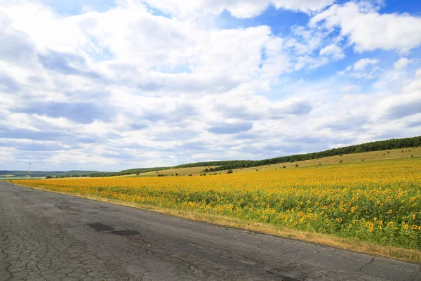 Parcourez les étendues infinies de l'été par temps chaud. La route entre les champs de récolte de tournesol et les forêts contre le ciel bleu avec des nuages. Hélianthe en croissance dans la région de Saratov — Photo