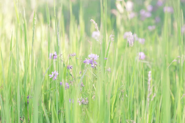 초원에서 녹색 잔디와 피는 클로버와 여름 햇볕이 잘 드는 식물 자연 꽃 배경 — 스톡 사진
