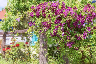 Bahçecilik, çiçek yetiştirme ve Bahçe dekoru. Güzel parlak dokuma bahçe bitki. Bir köy evinin arka bahçesinde bir bahçe çit üzerinde çiçeklenme mor Clematis çiçek