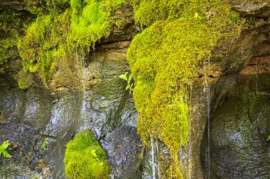Ekoloji ve doğa. Taş kayalar ve nemli taze yeşil yosun arasında temiz içme bahar suyu kaynağı. Saratov bölgesi Gremyachka köyünde bahar 
