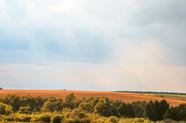 Akşam yaz kırsal kırsal manzara. Tarım, tarım, tahıl yetiştiriciliği. Güneş ışınları ile bulutlu mavi gökyüzüne karşı buğday Sarı alan
