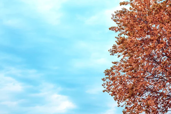 Streszczenie naturalne sezonowe jesienne tło z kopalni przestrzeni. Drzewo z pomarańczowym żółtym czerwonym liści w lesie i puste niebo w niebieskich niebieskozielonego kolorów z chmur w ciepłej, ładnej pogodzie — Zdjęcie stockowe
