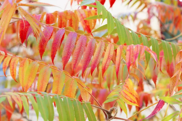 Les saisons. Automne coloré fond naturel saisonnier avec texture de feuillage d'automne. branches d'acacia avec jaune vert rouge et orange pourpre feuilles d'or dans le parc — Photo