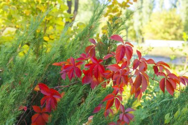 Seasons. Sonbahar yeşillik doku ile Sonbahar renkli mevsimsel doğal arka plan. Parkta Parthenocissus quinquefolia sarı yeşil kırmızı ve turuncu mor Thuja dalları ve yaprakları