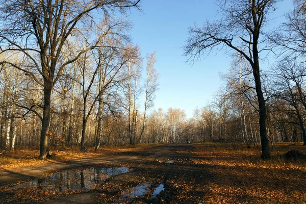 Осенний пейзаж, природа, прогулка в парке на открытом воздухе. Дорога среди деревьев и опавшей желтой и золотой листвы в хорошую погоду в октябре и ноябре на фоне голубого неба — стоковое фото