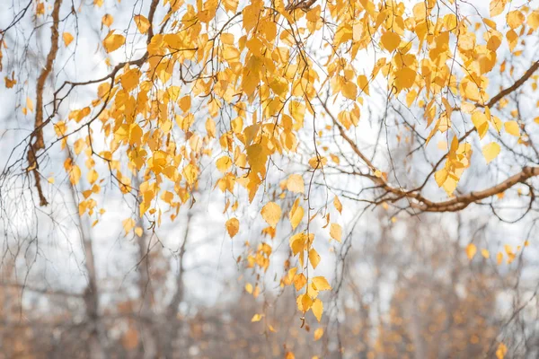 Jesienna pora roku Październikowe tło z jasnym kolorowe żółte złote gałęzie i liści brzozy w słońcu w lesie na przyrodzie w ciepłej słonecznej pogodzie — Zdjęcie stockowe